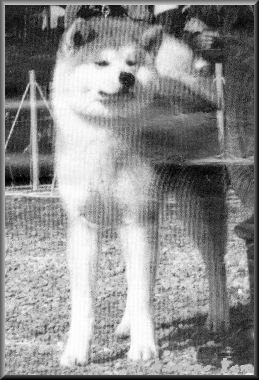 Tensui Go Otafukusou